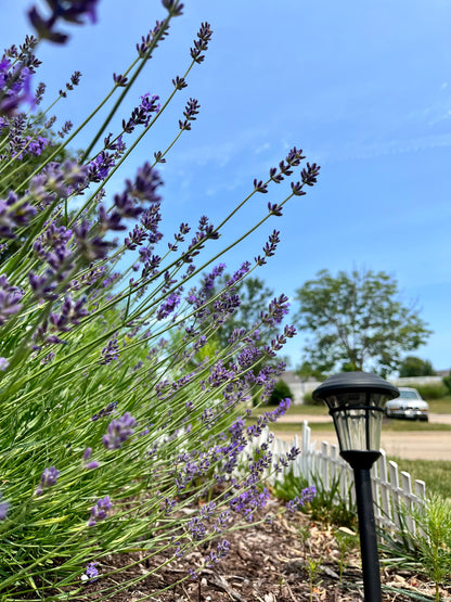 Dried Lavender - Homegrown Harvested in 2023