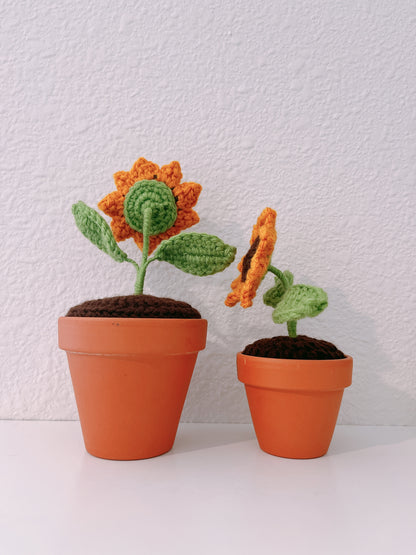 Sunflower in Clay Pot